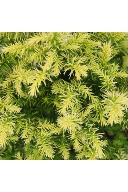 Cryptomeria japonica ’Vilmorin Gold’ полив